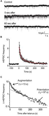 Molecular Mechanisms of Short-Term Plasticity: Role of Synapsin Phosphorylation in Augmentation and Potentiation of Spontaneous Glutamate Release